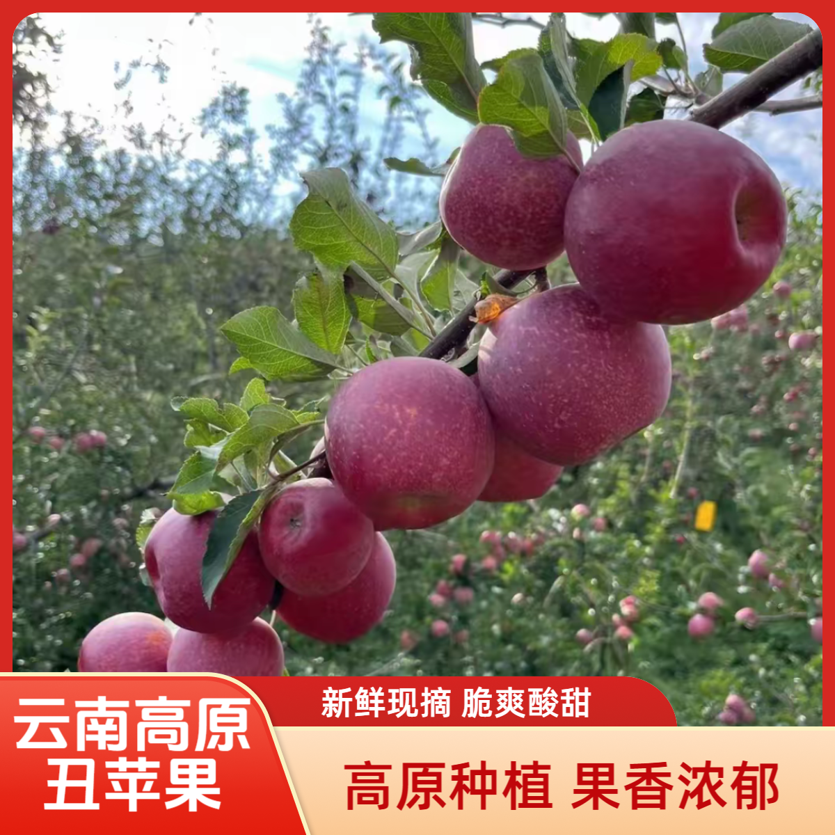 云南高原丑苹果早熟富士现摘冰糖心红将军好吃酸甜脆甜新鲜水果
