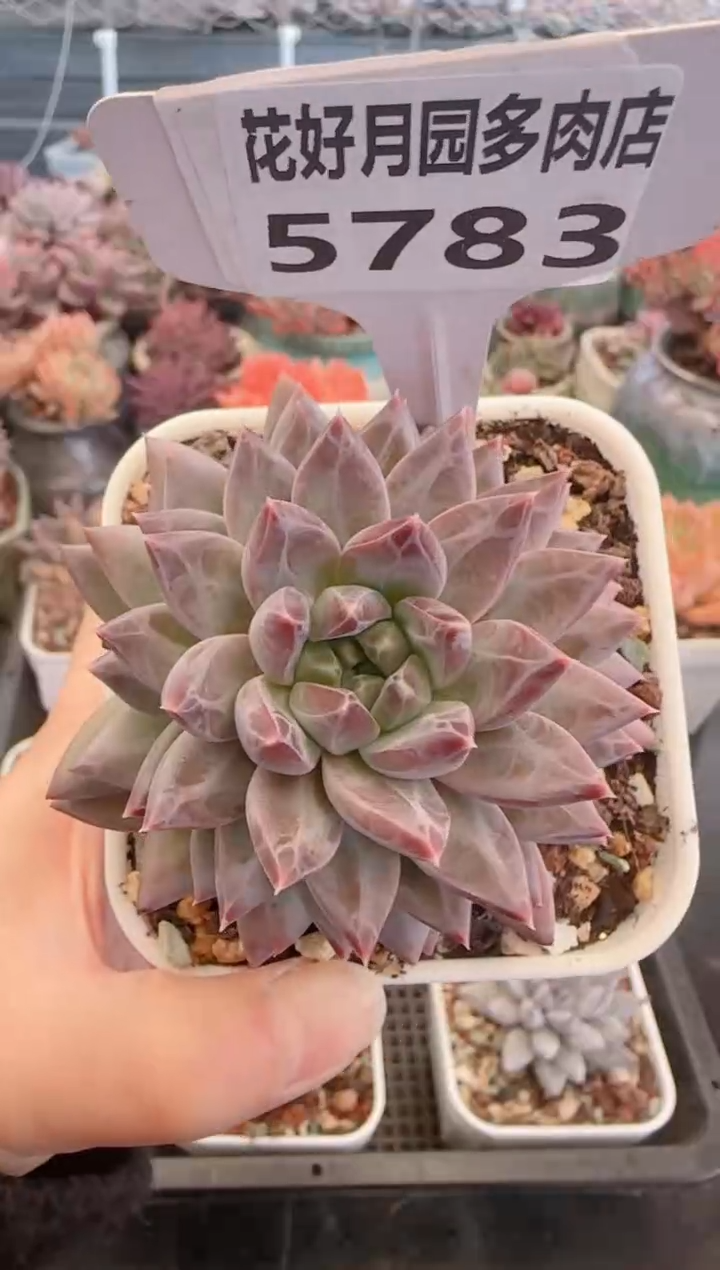 【闪购商品】5783幻影美人