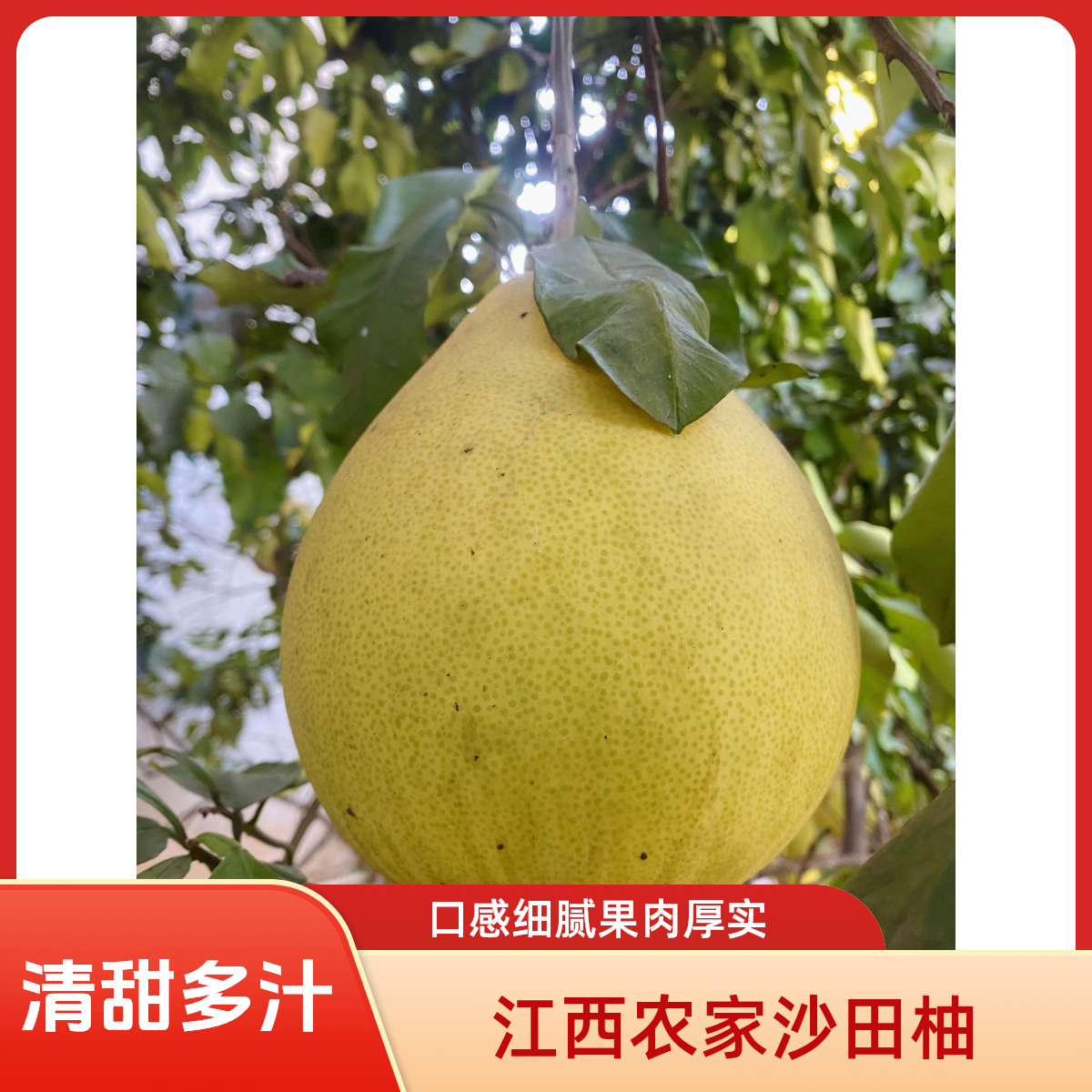 江西农家沙田柚 | 马家柚| 自然成熟 | 天然酸甜味