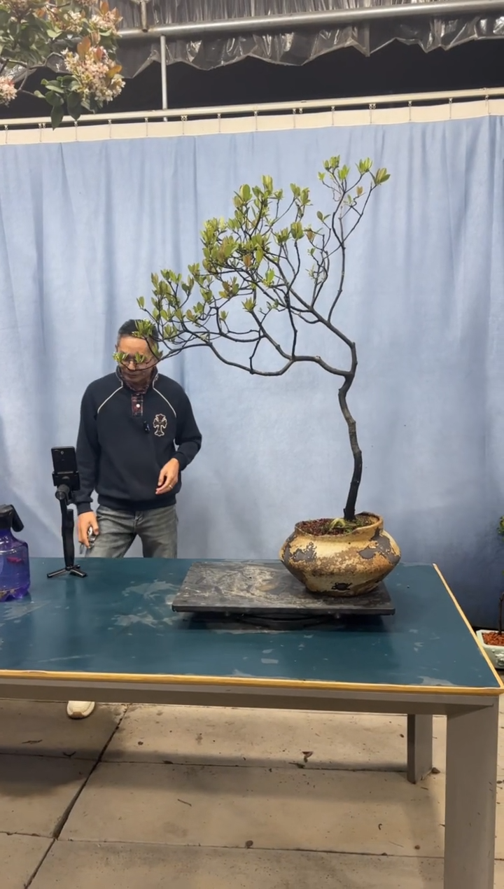 【闪购商品】盆景春花