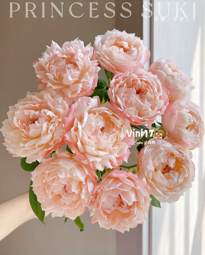 【玫瑰】苏琪公主 任拍三单顺丰空运包邮鲜切花家居花店插花