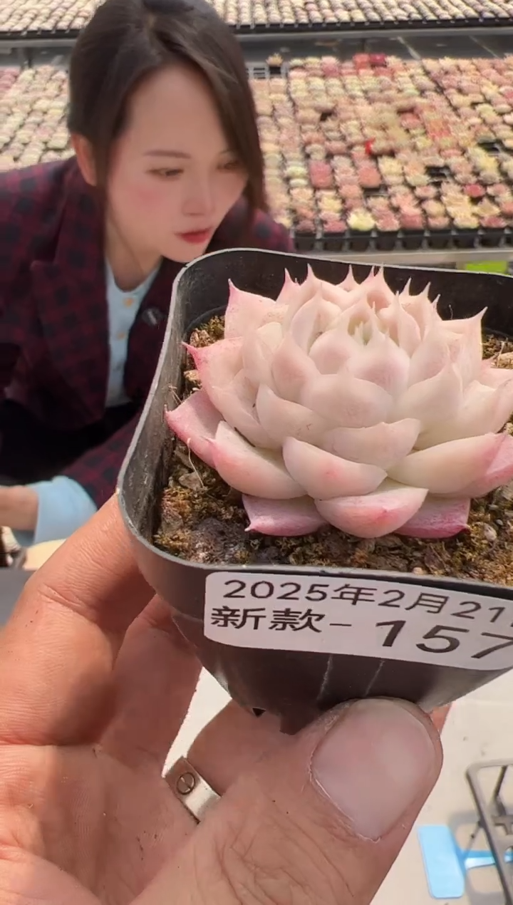 【闪购商品】新款多肉-157