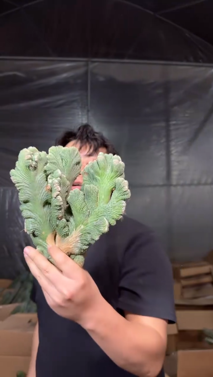 大号 五指山【带根】