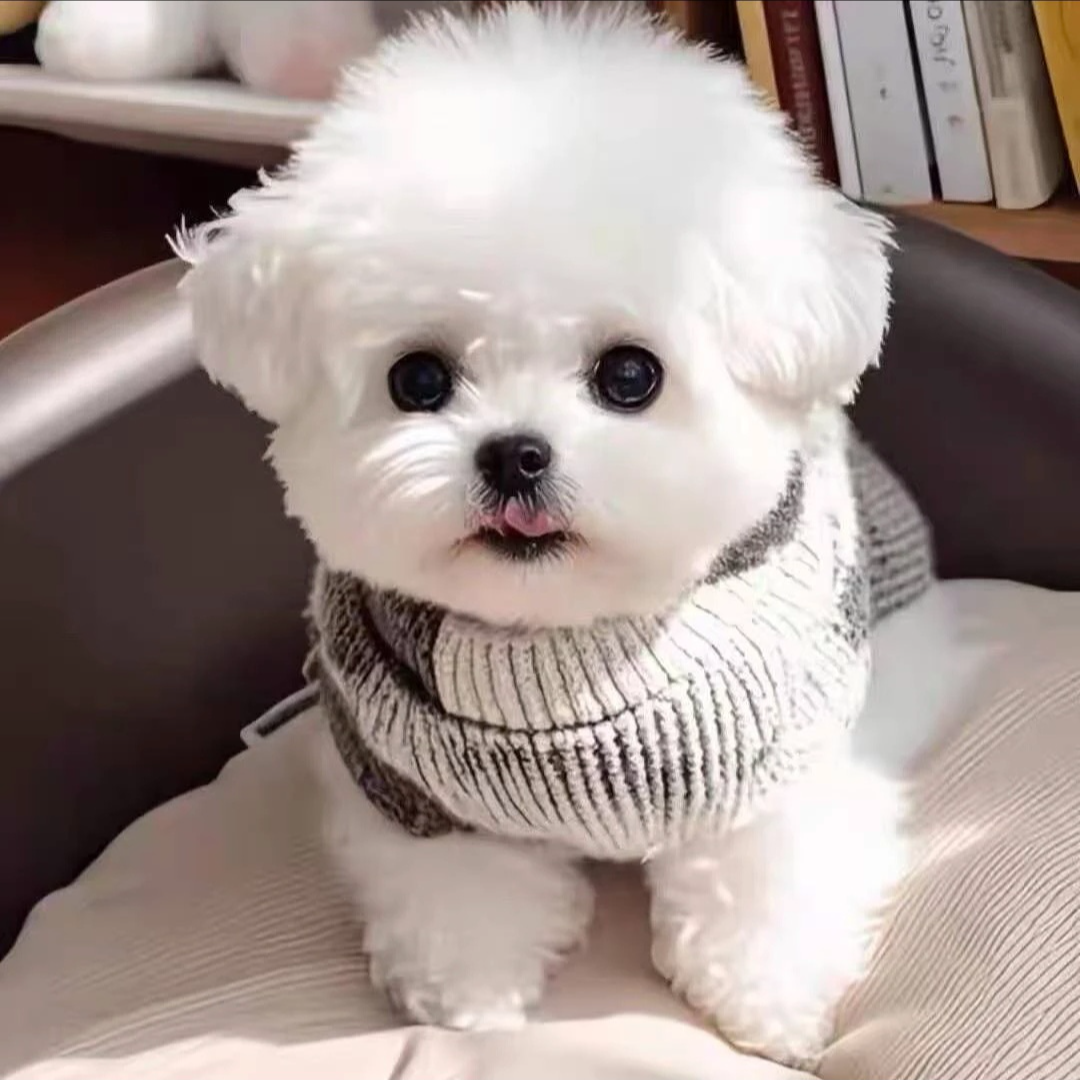 比熊博美泰迪宠物狗  柚子DD5江苏省江苏省