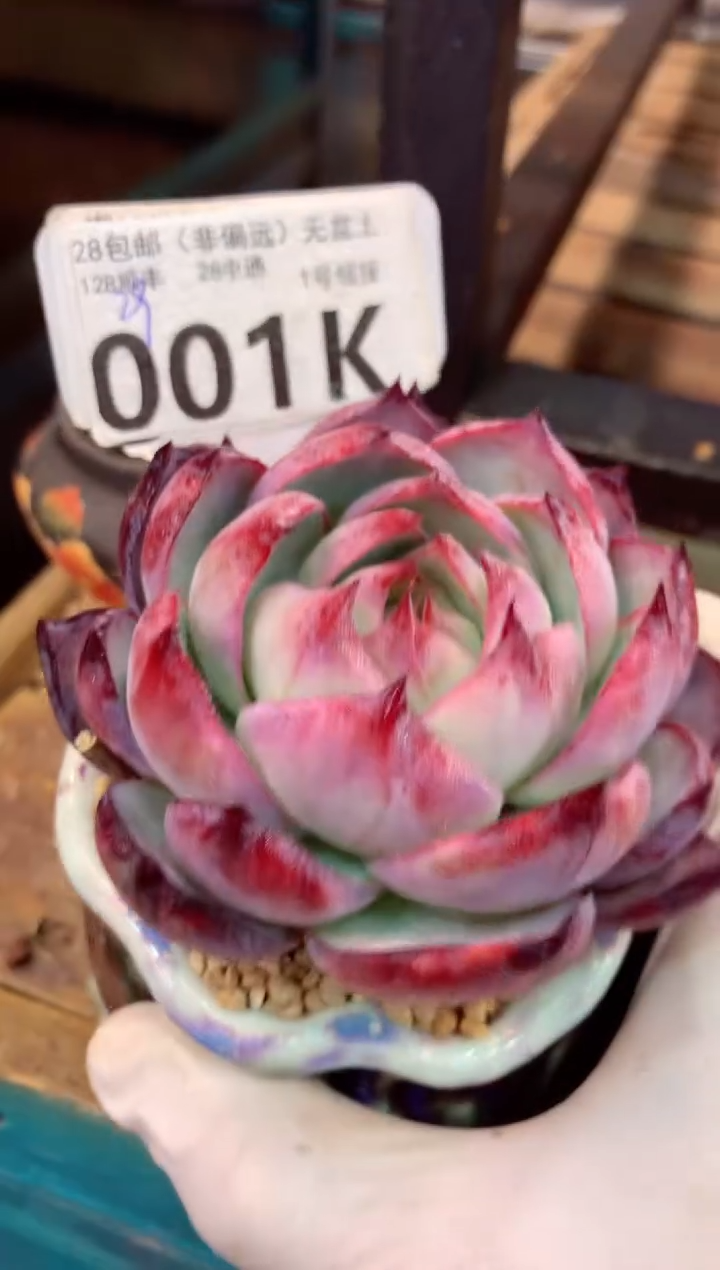 001K（一物一拍，精品多肉，所见即所得 ）