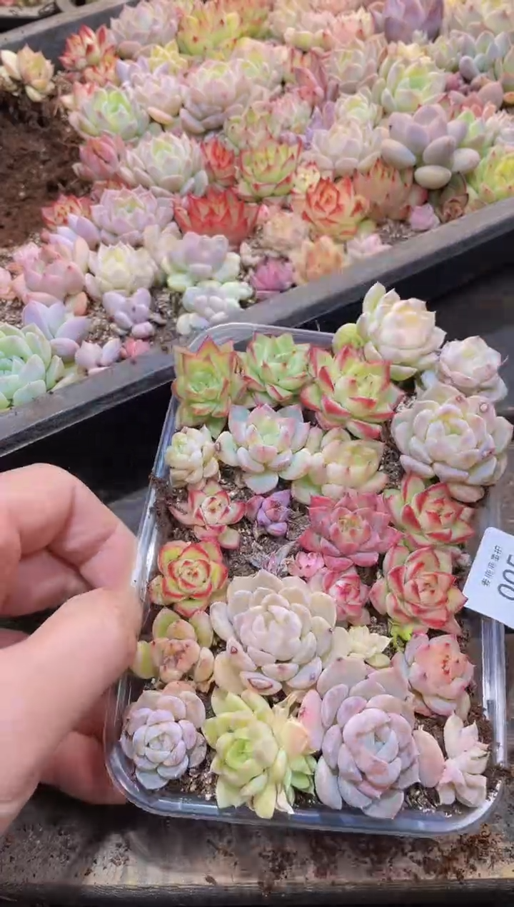 【闪购商品】005福利量拍1盒