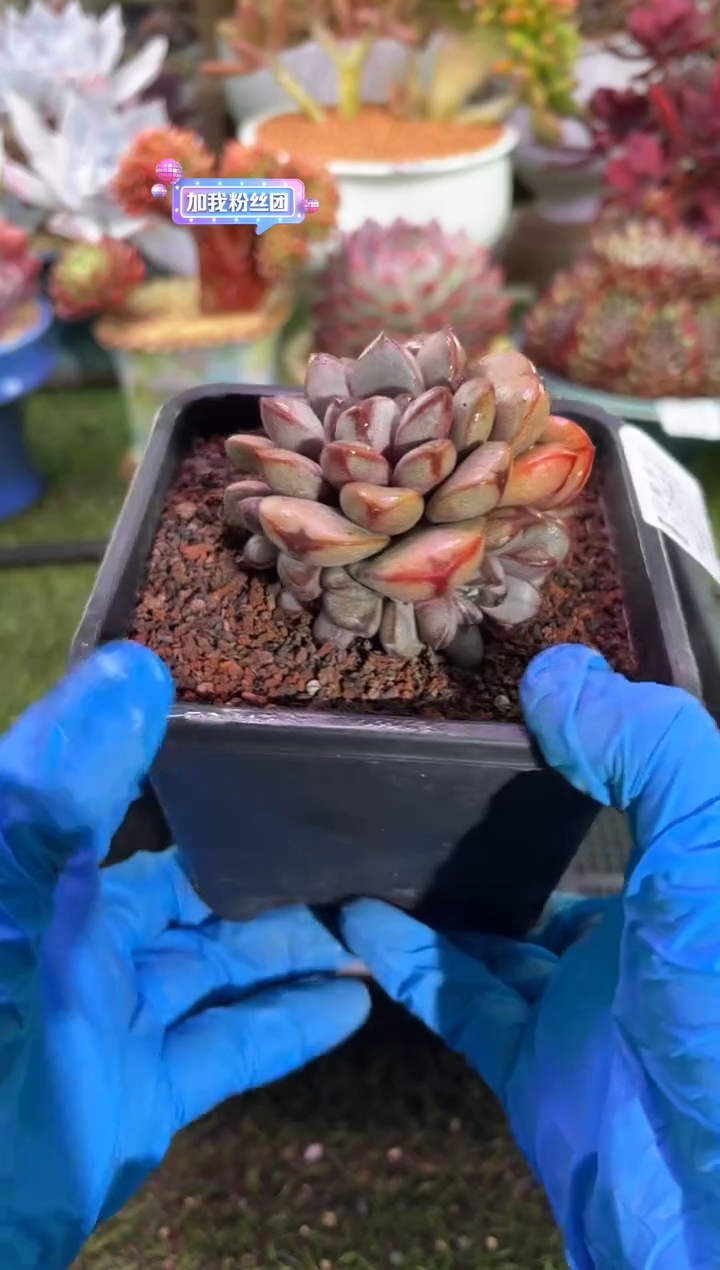 【闪购商品】12843