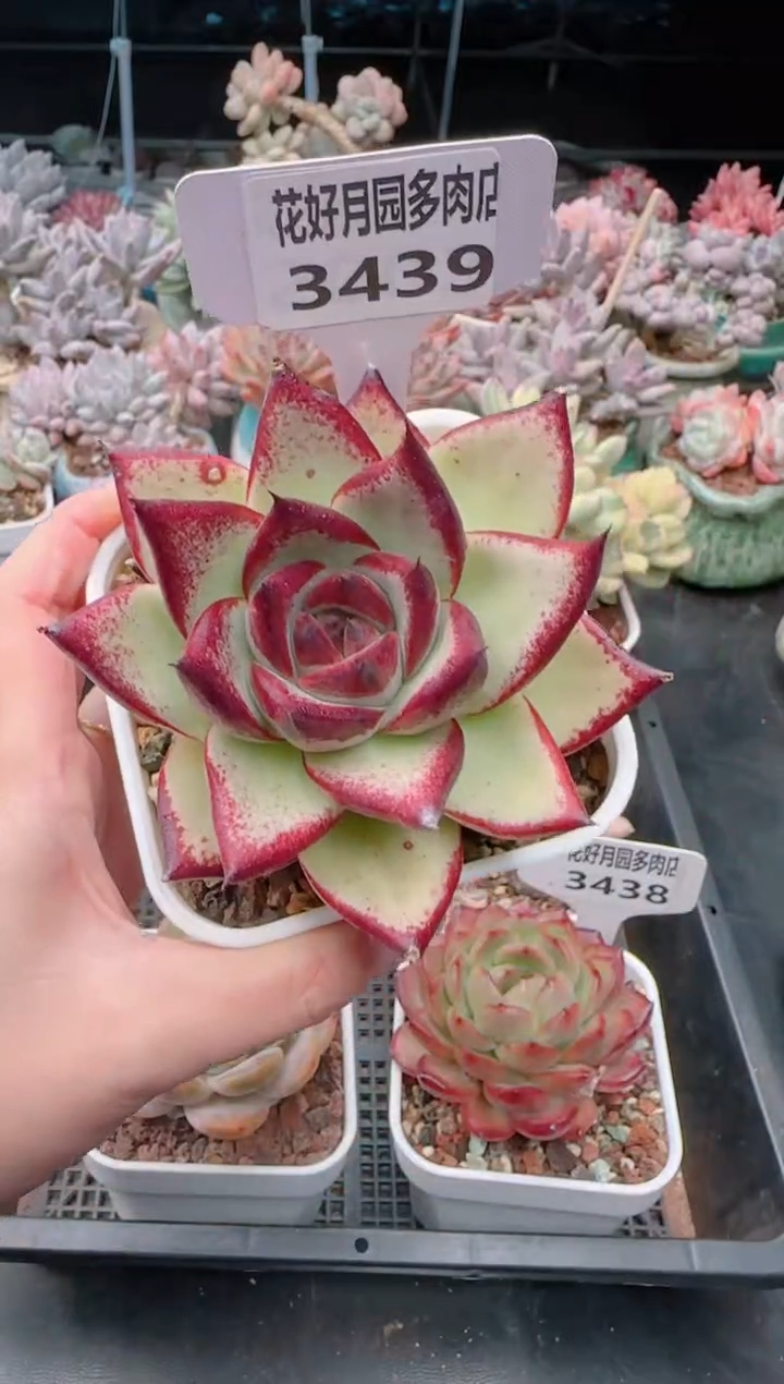 【闪购商品】3439.