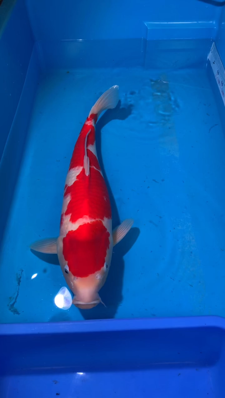 锦鲤60CM红白锦鲤