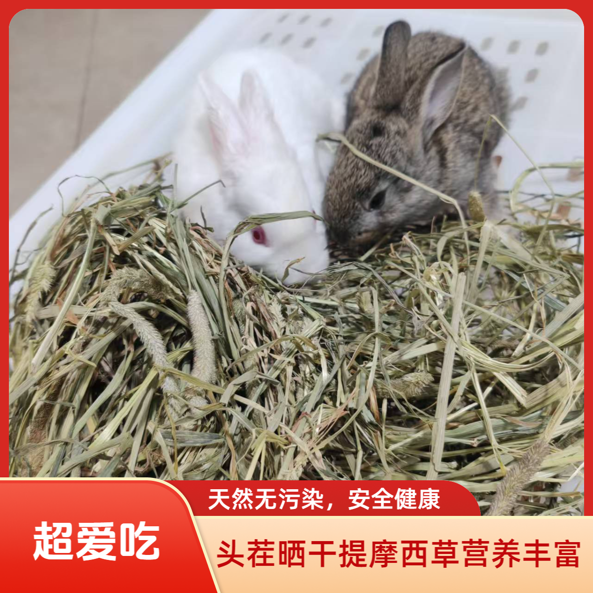 晒干提摩西草兔子豚鼠龙猫专用磨牙粗纤维高主食牧草