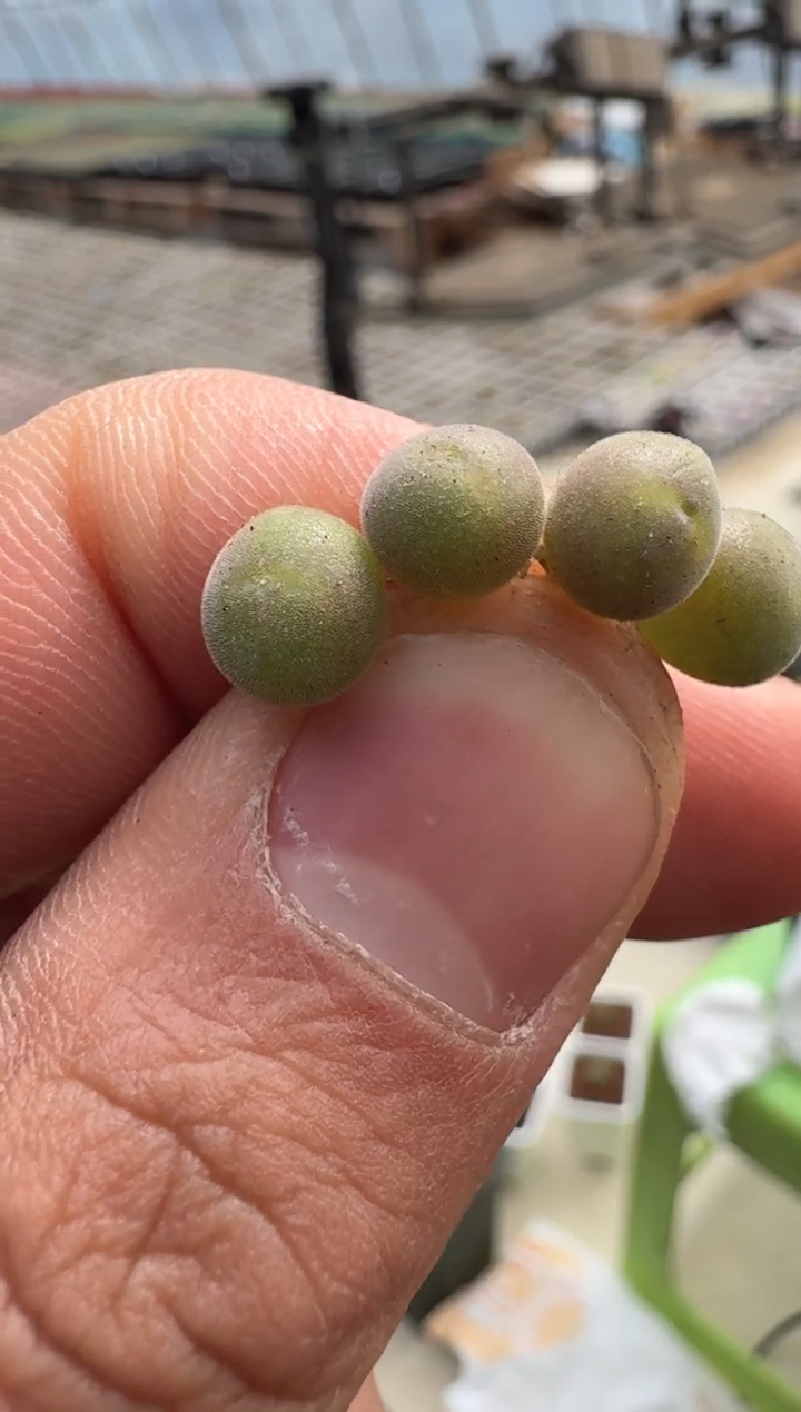 27多肉植物肉锥天使之翼一颗