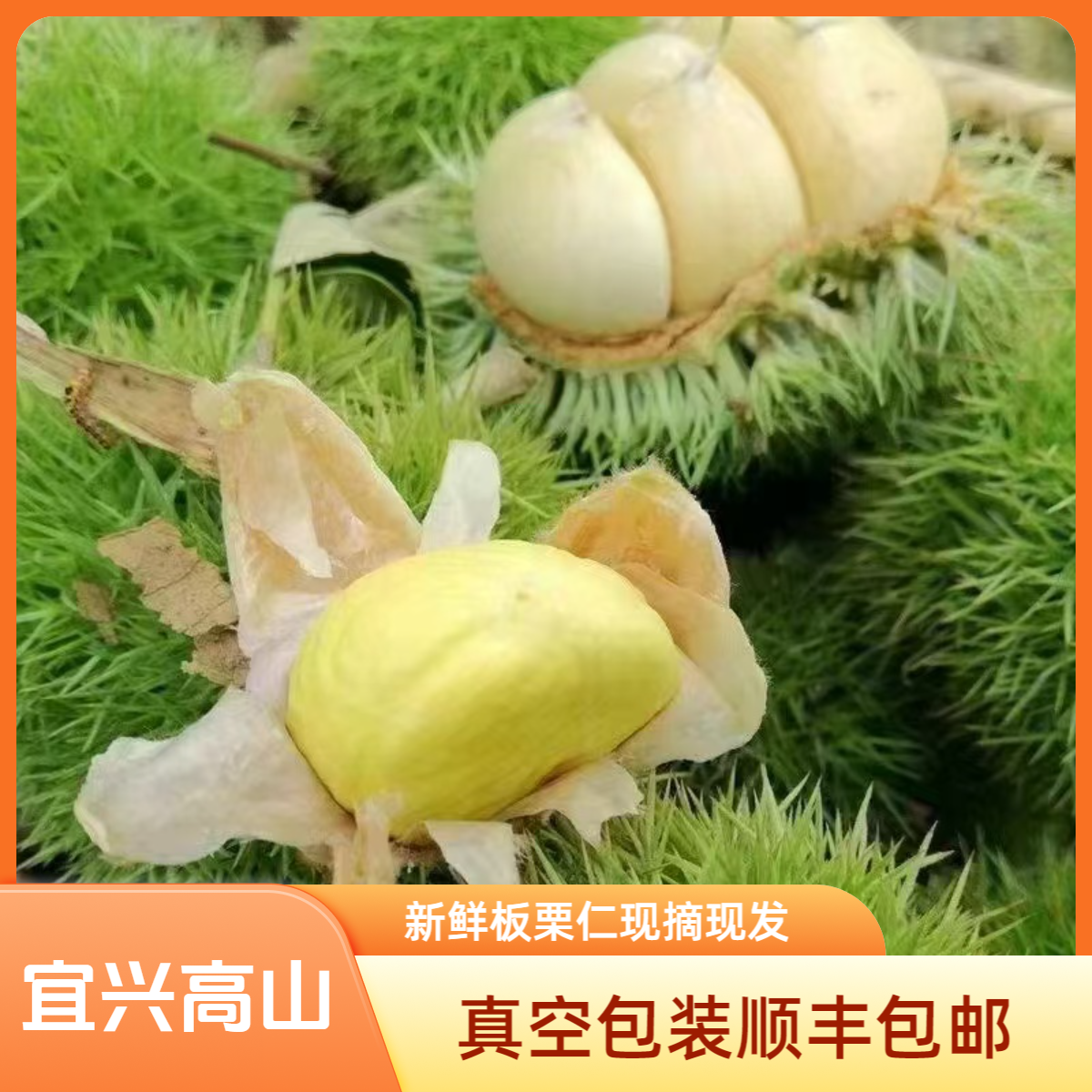 2025宜兴高山新鲜现摘内皮剥好嫩生板栗肉仁去皮香甜脆口栗子