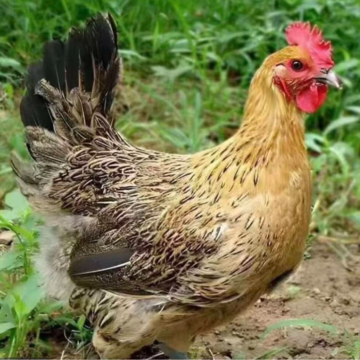 【尹黄礼盒】买4送4到手8个一斤左右发