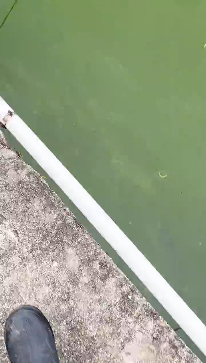 金鱼众*水娃娃观赏鱼兰寿金鱼 不包邮