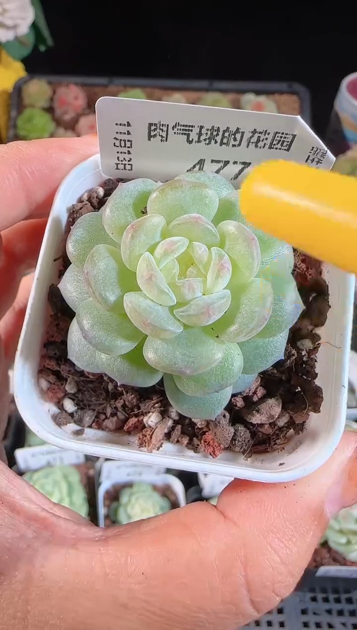 1113-477清浅群生不包整