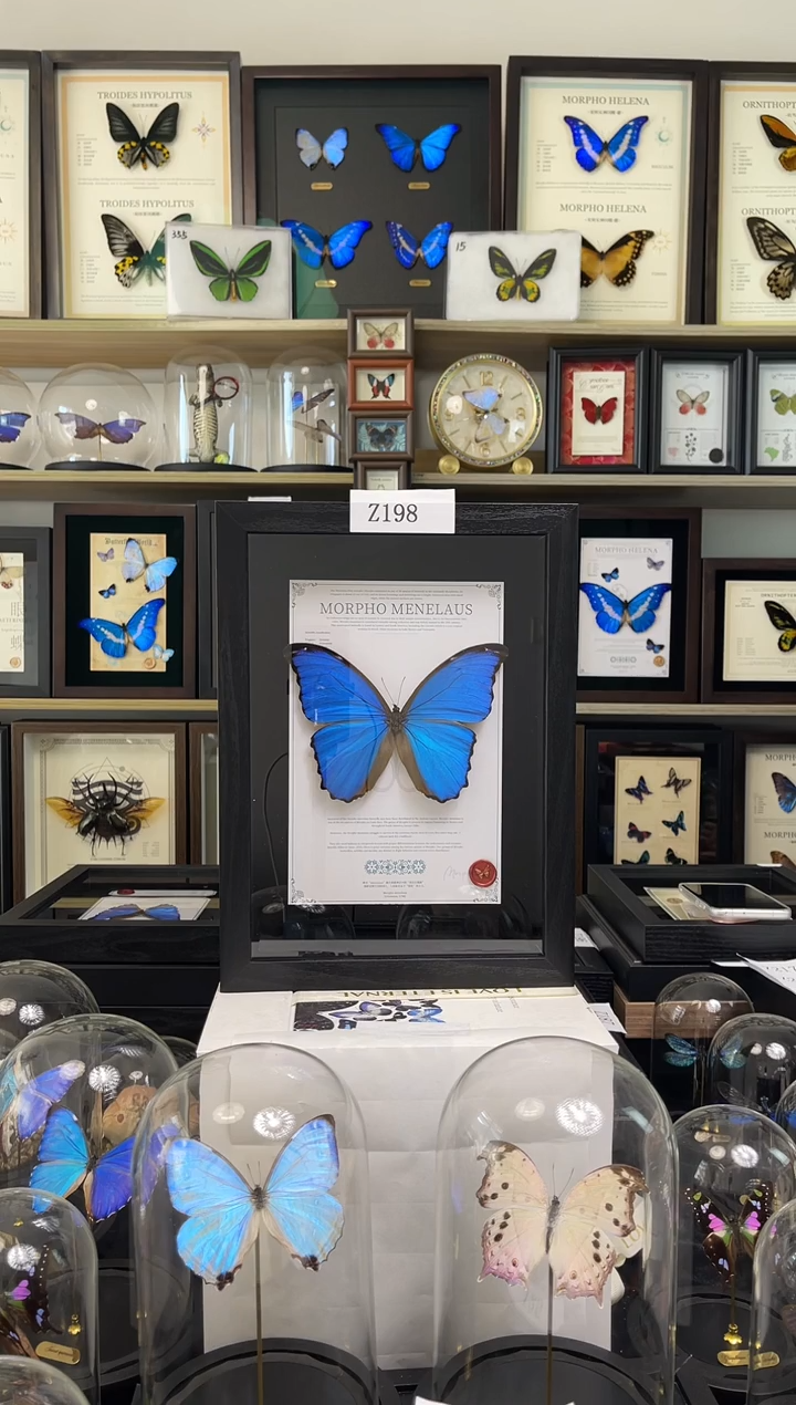 大蓝闪蝶-A4悬浮设计款Z198