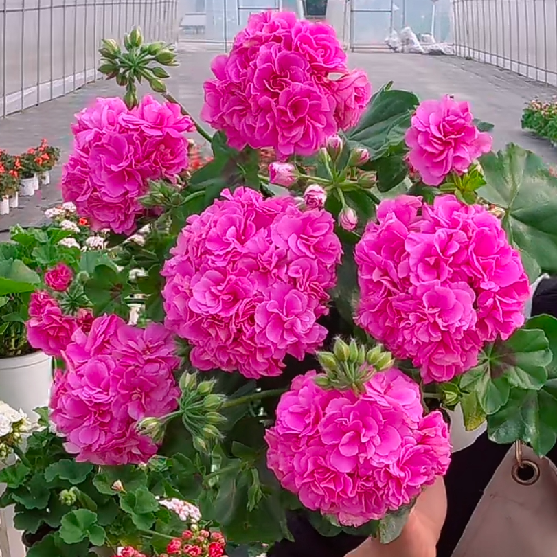 惠惠的花园垂吊天竺葵 丁香紫 勤花花期长包对版养护庭院阳台盆栽