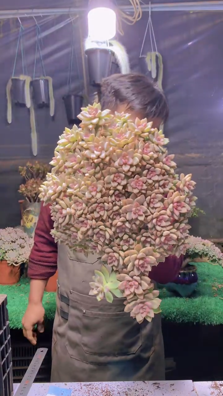 152淡雪缀化一物一拍