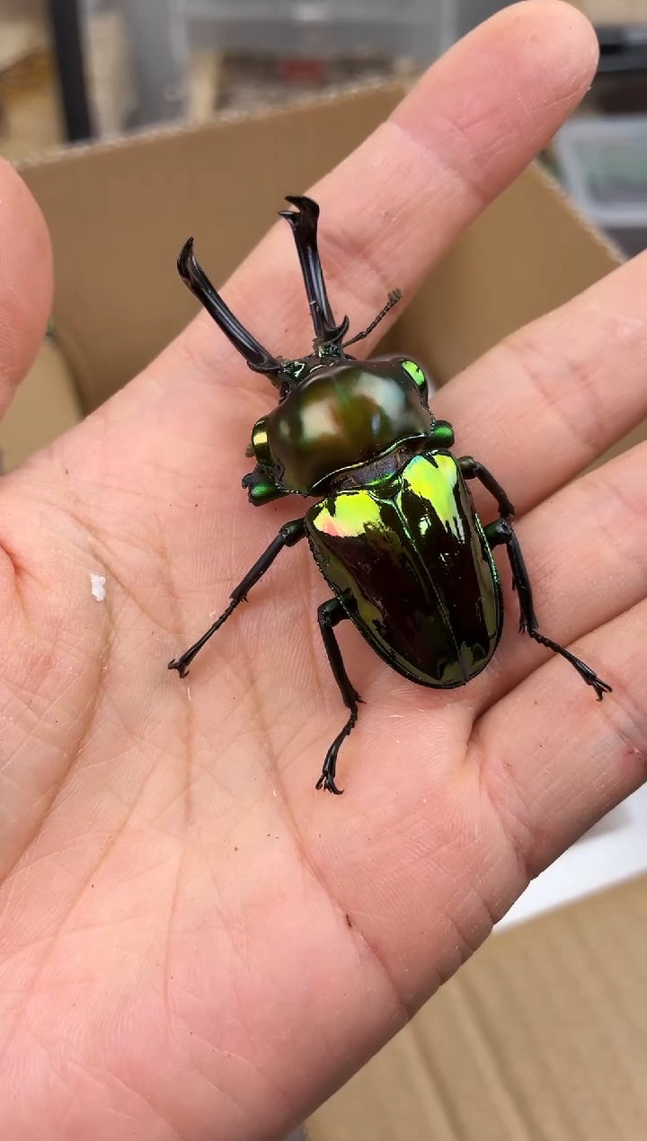 凌*胖2214彩虹锹甲成虫公+进口饲养套餐+彩虹母成虫+儿童手套顺丰