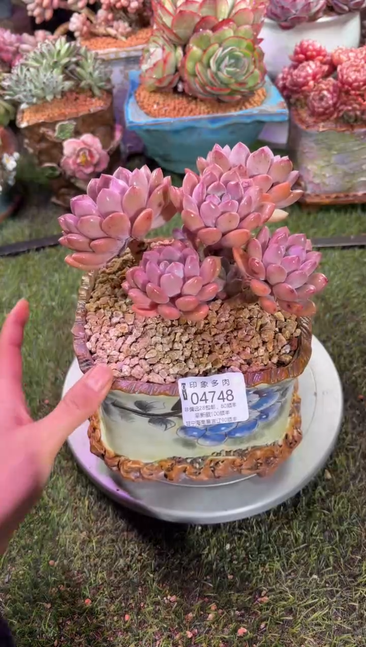 【闪购商品】04748