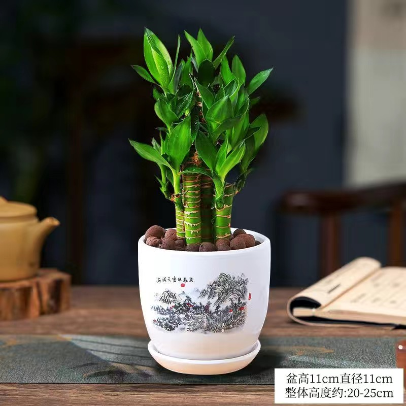 四季常青空气富贵竹节节室内植物高观叶盆栽荷花竹步步高