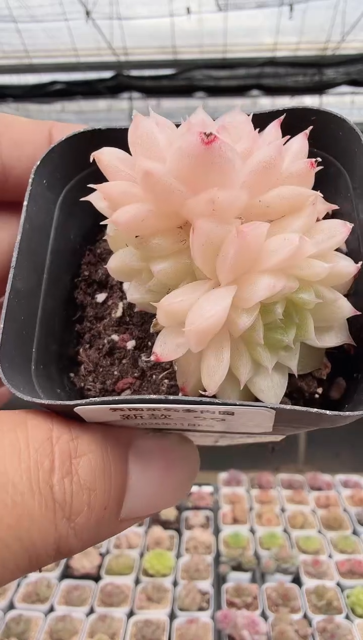 东云多肉园新款-29