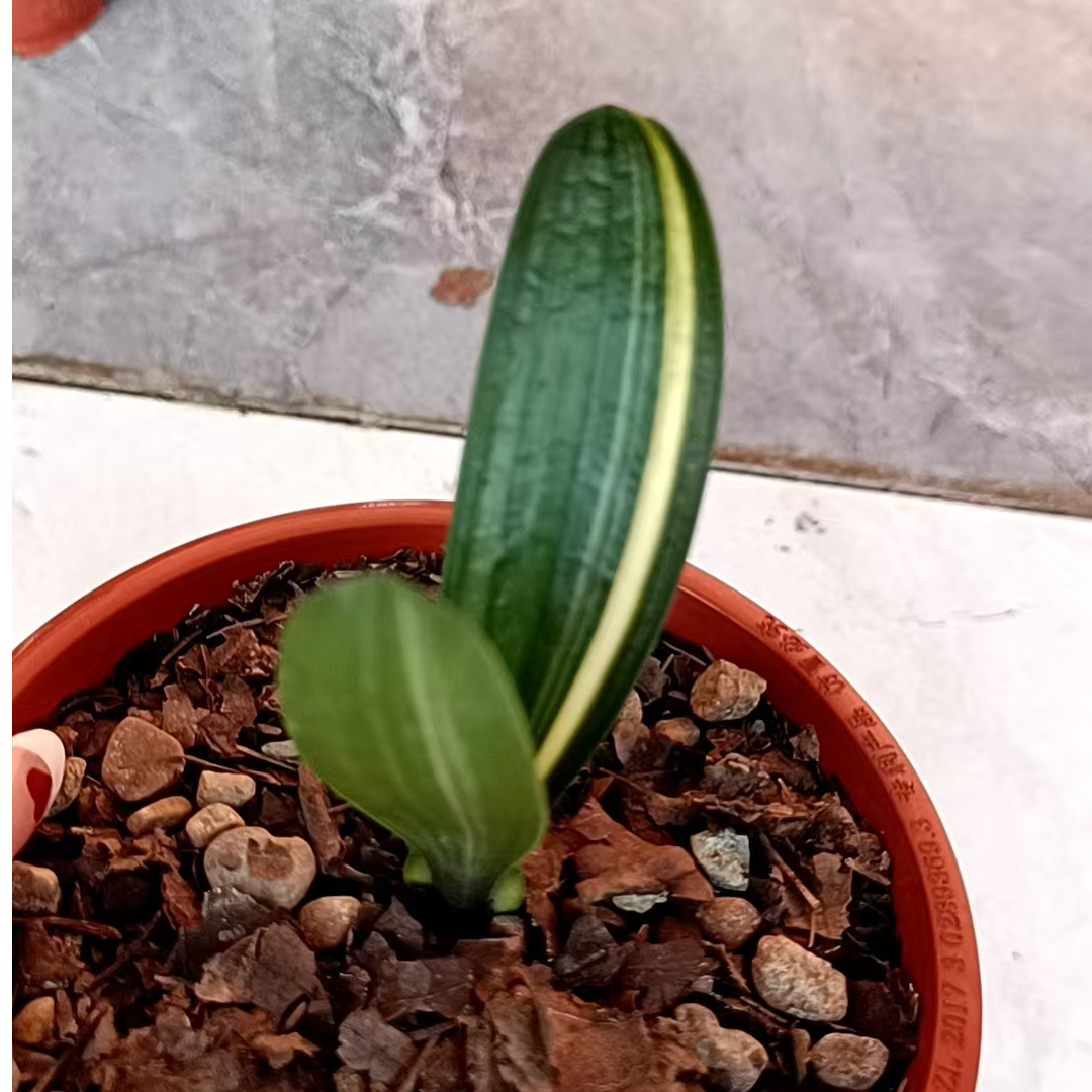 锦上添花兰苑精品兰