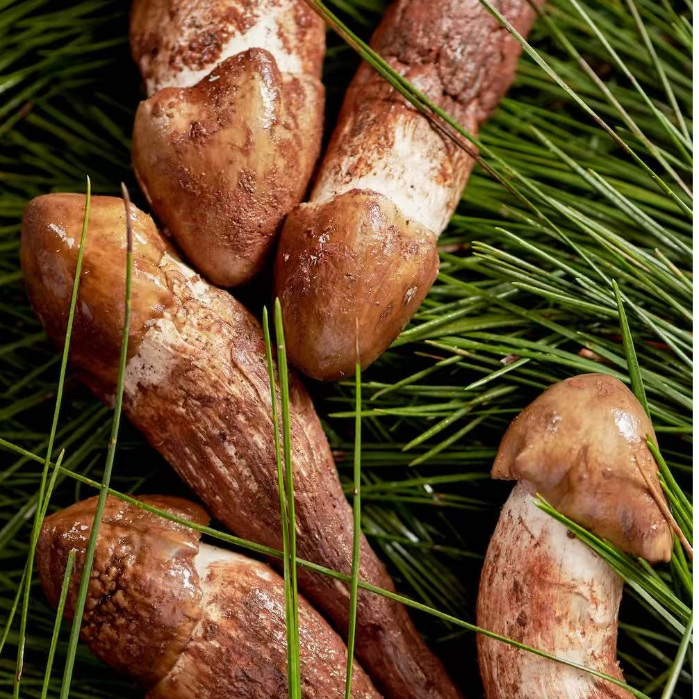 新鲜野生鸡枞菌 云南特产山珍美味荔枝菌油鸡纵棕香菇食用农产品