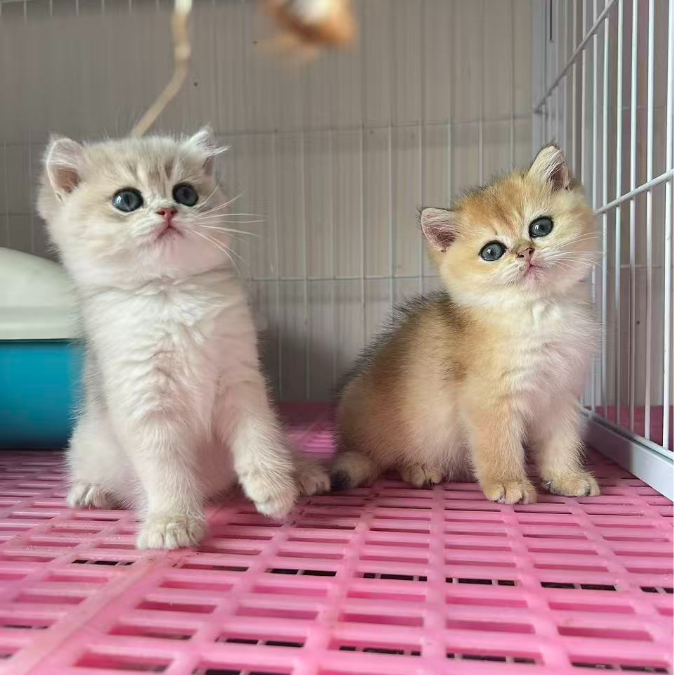 猫咪金渐层蓝金渐层银渐层猫售卖