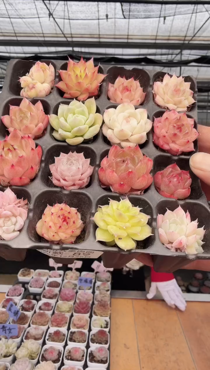 东云多肉园新款-89