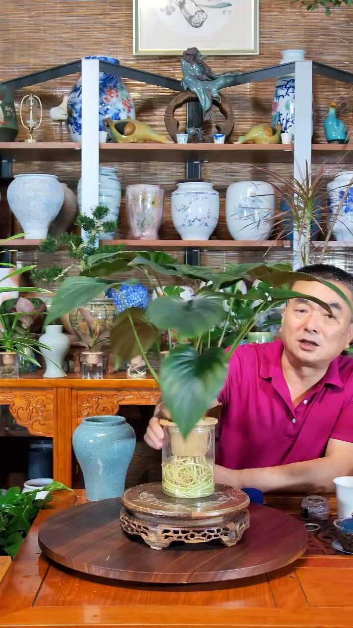 无花朵I*U水之韵水培千年健
