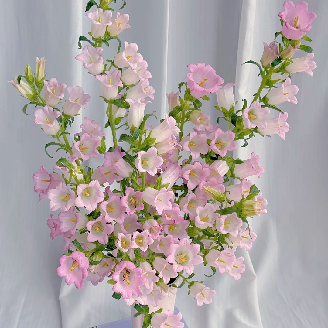 【粉色风铃】 灵动感非常强烈的花材 家居鲜花 