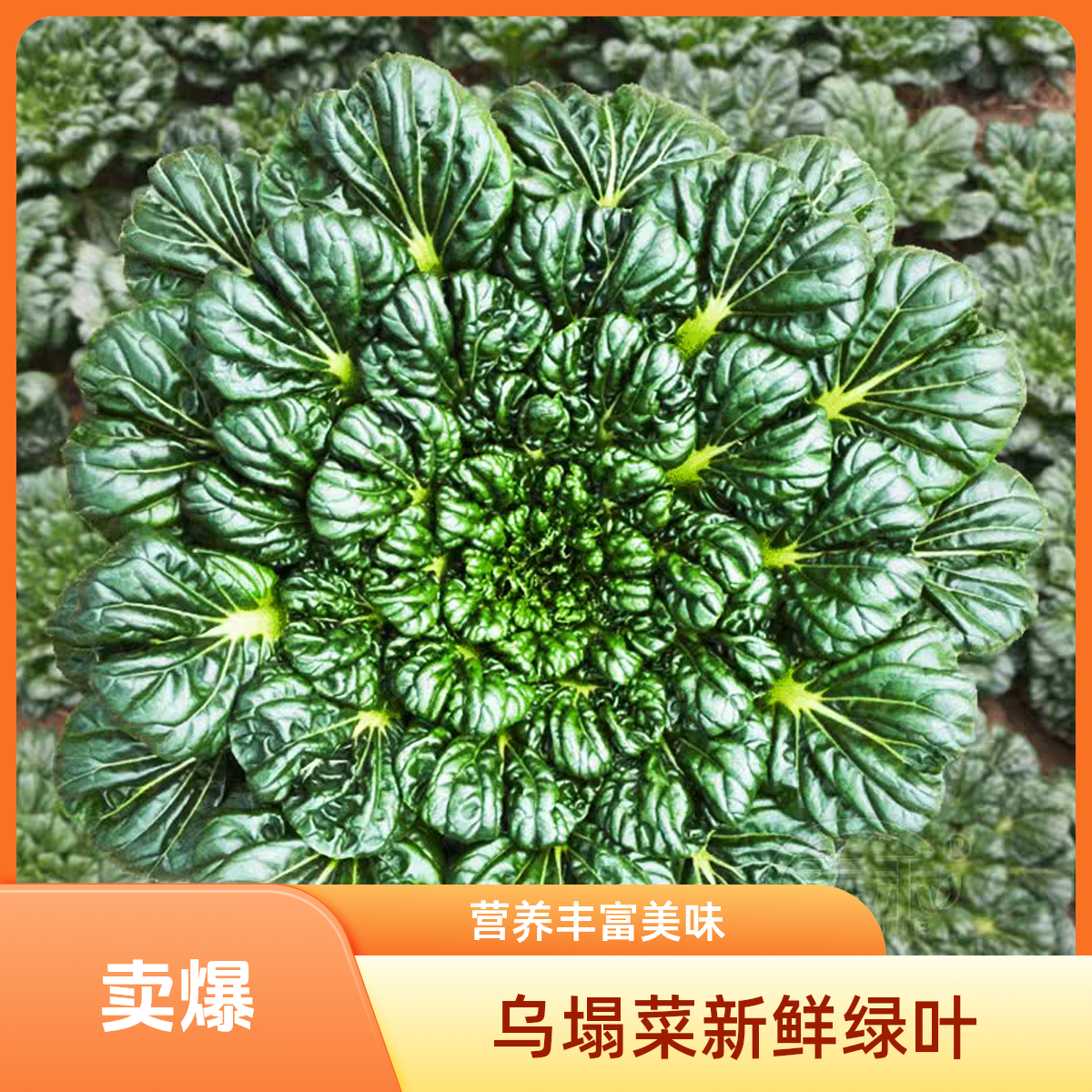 现挖现发新鲜乌塌菜农家自种自销涮火锅清炒