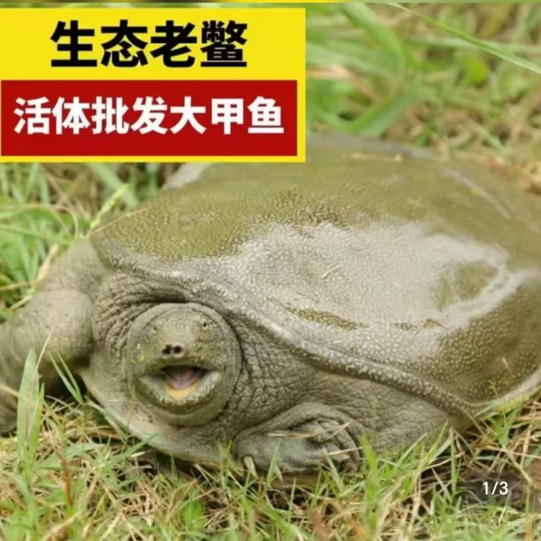 【店铺号专属】现称甲鱼改价上车 湖南汉寿甲鱼 外塘生态散养