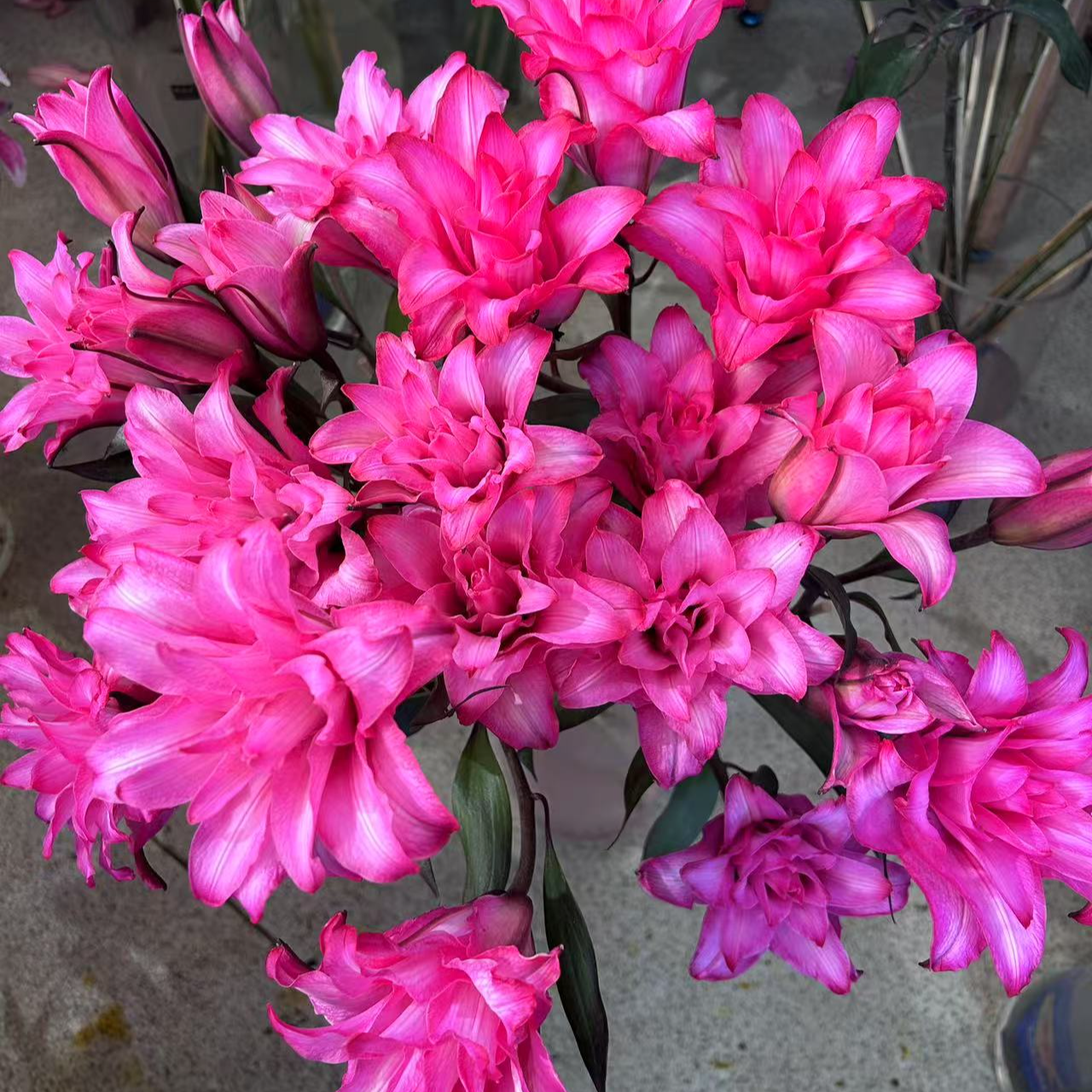 三头【玫瑰夫人】重瓣百合 栀子柠檬清香 夏天小清新吸色 玫红色