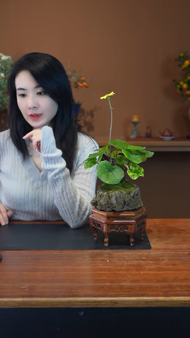 全部花朵吴风草盆景盆景盆景