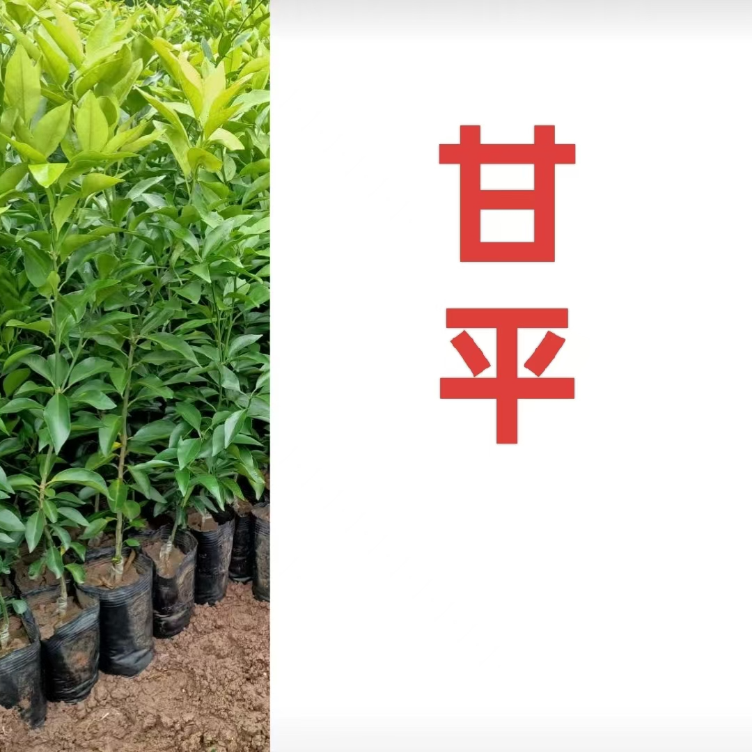 【甘平】无纺布原杯原土盆栽地栽苗