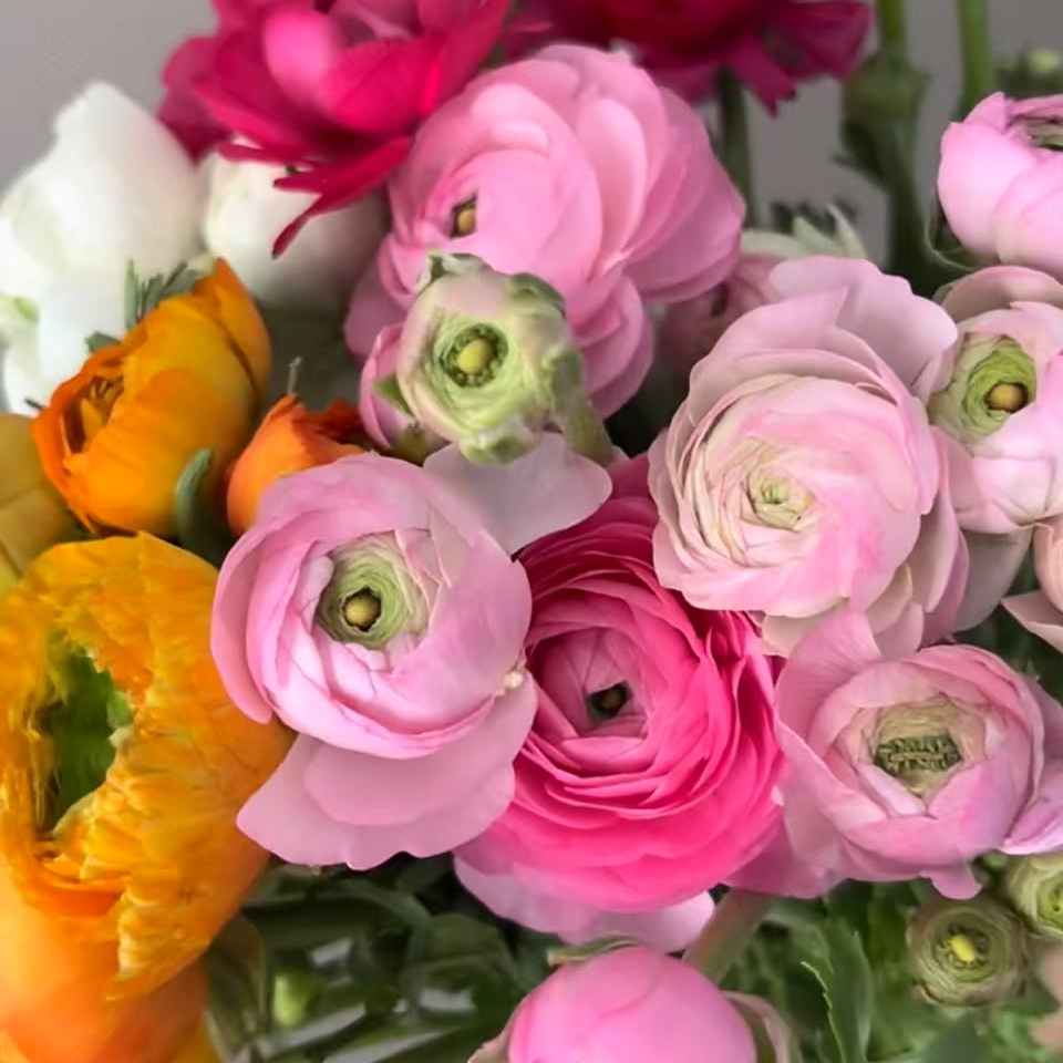 洋牡丹红色黄色洋牡丹