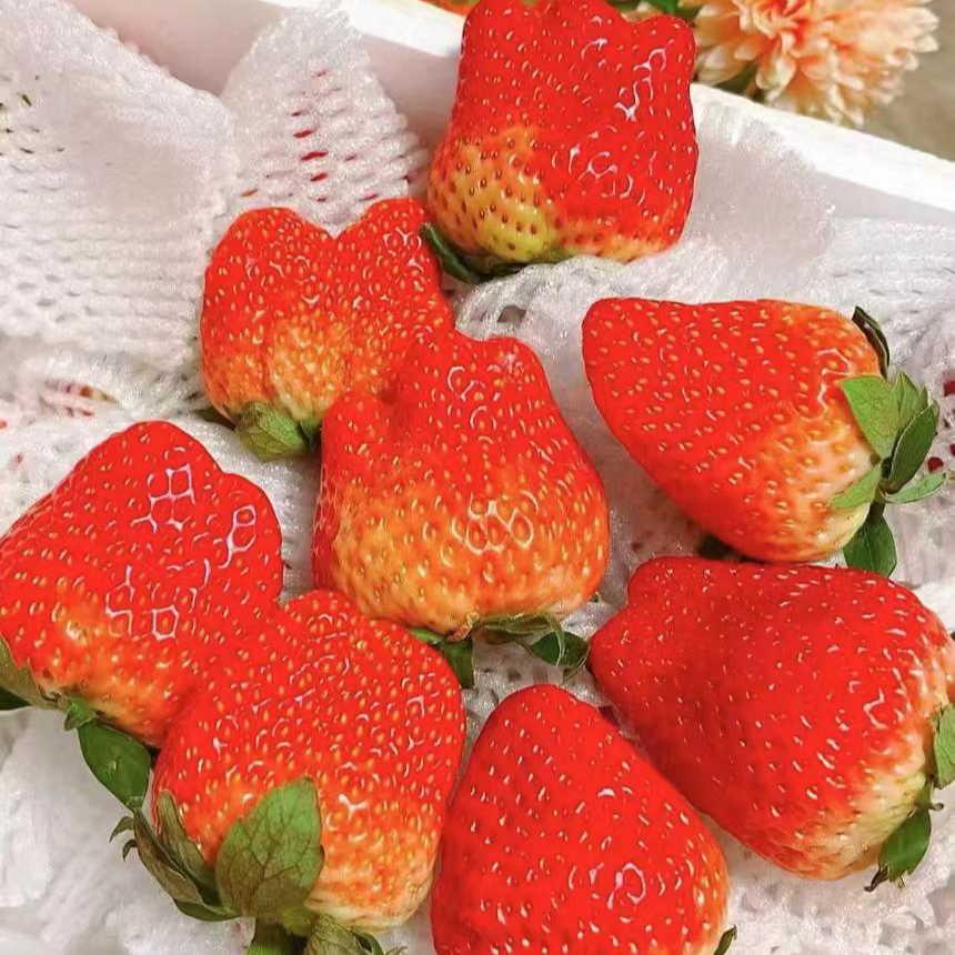 丹东99红颜草莓 净重1.4-1.5斤 香甜多汁 大果发货孕妇水果京东顺丰包邮 坏果包赔辽宁省