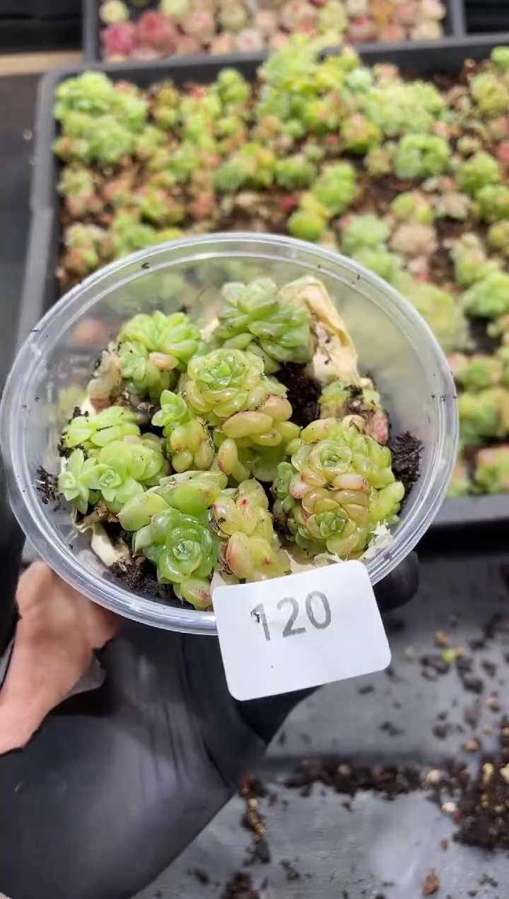 120白葡萄     量拍