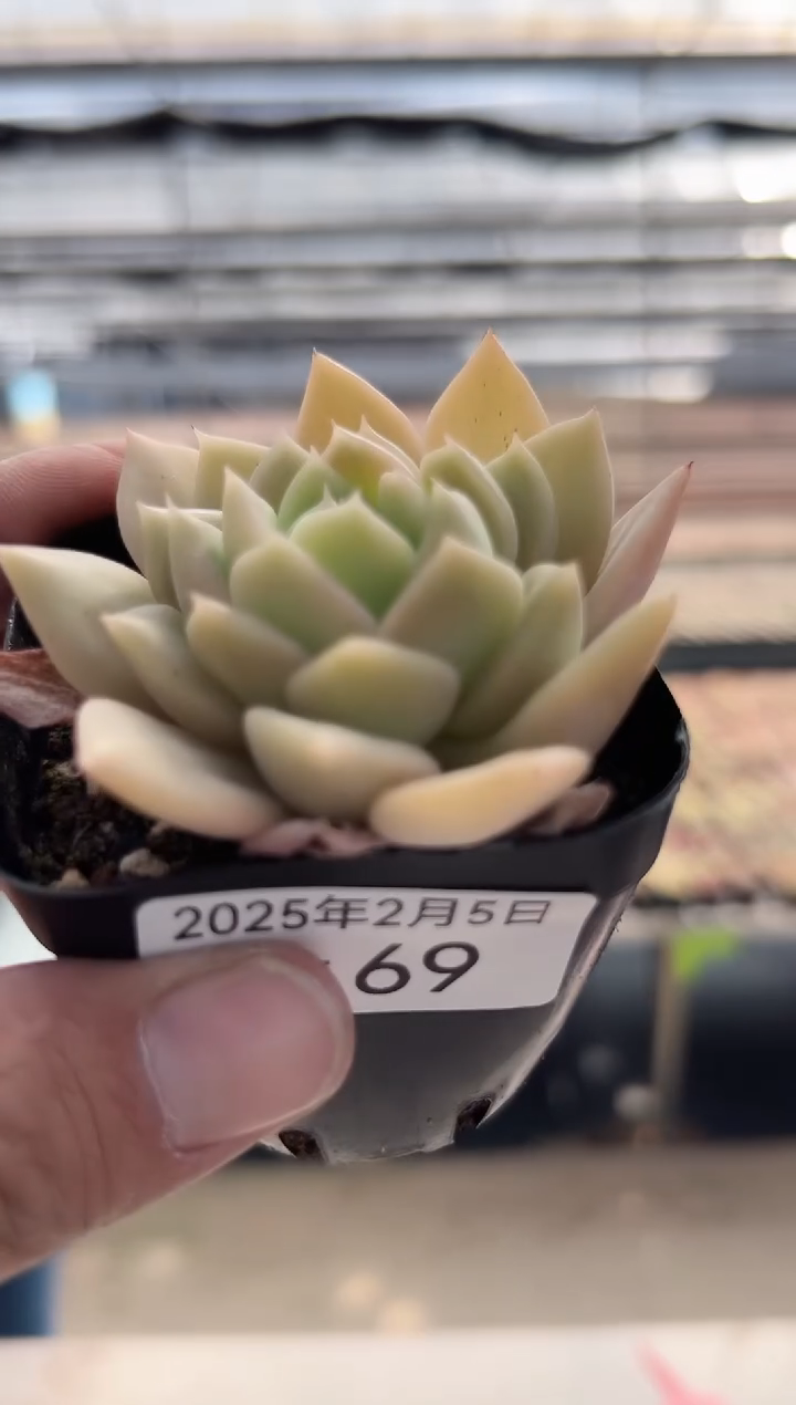 【闪购商品】新款多肉-69