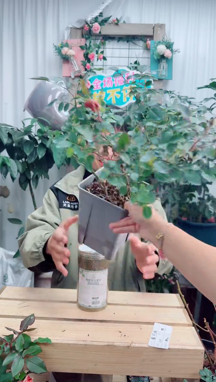 当前无花朵，栽培后可花朵露华浓 月季2.5升盆 扦插dy12260034