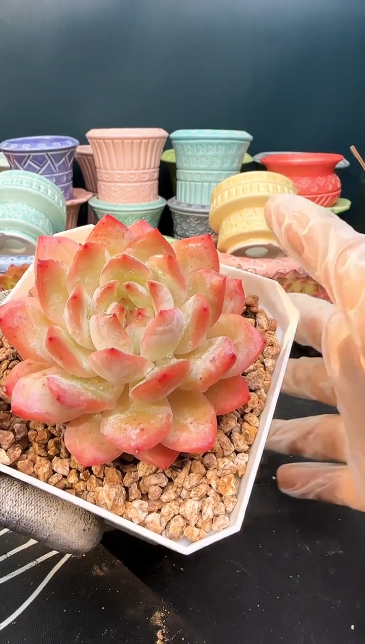 3315 红袖 冠幅 8CM