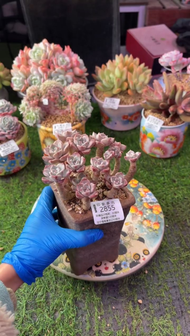 昆明印象多肉2855