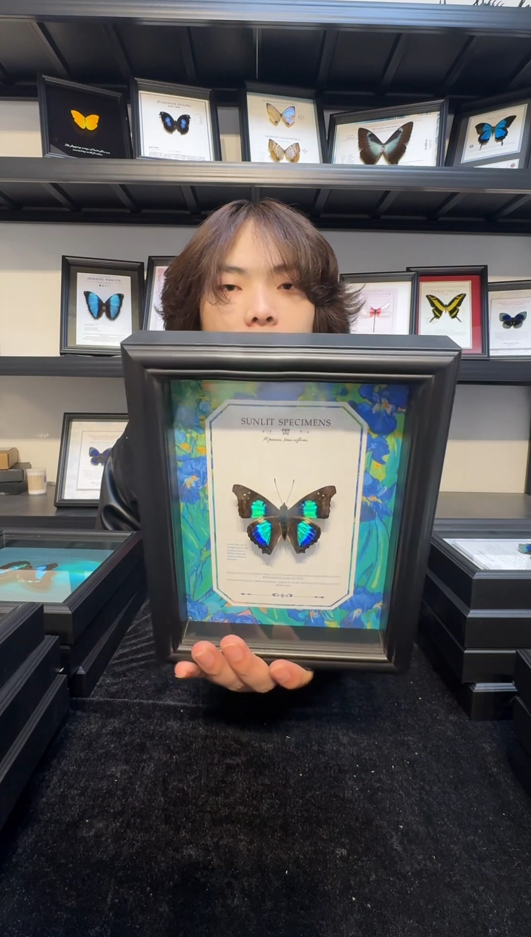 玻璃真实蝴蝶标本