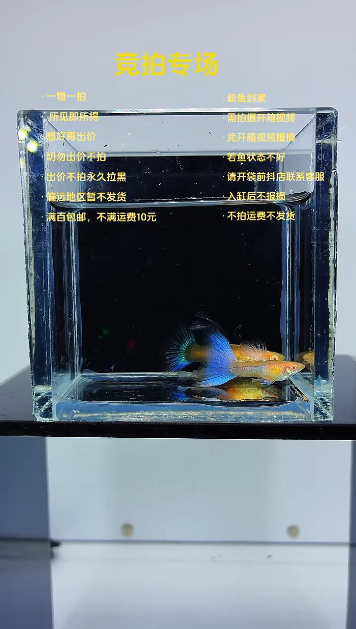 孔雀鱼蓝白绣球一对-52