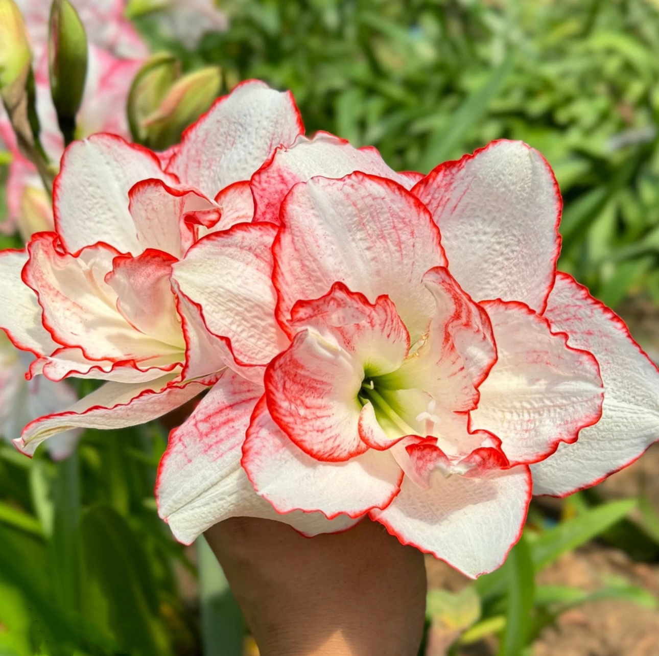 花瓣衬裙）朱顶红种球5-6厘米