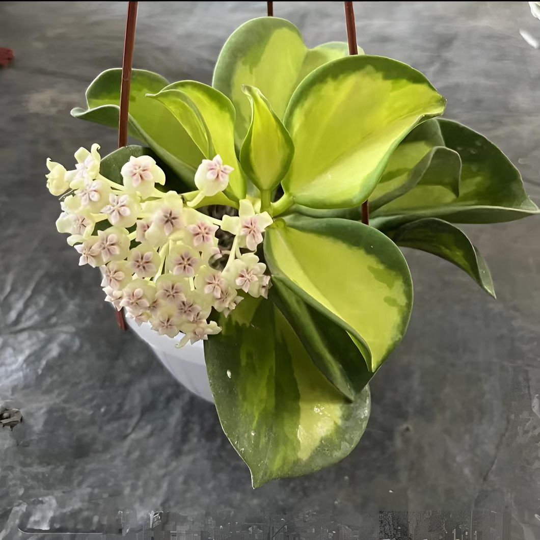 【黄金粗蔓内锦】精品球兰垂吊盆栽绿植