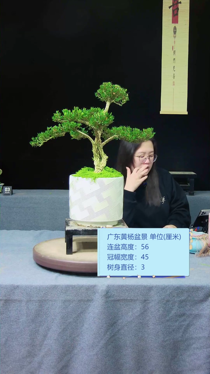 【闪购商品】黄杨盆景黄杨盆景