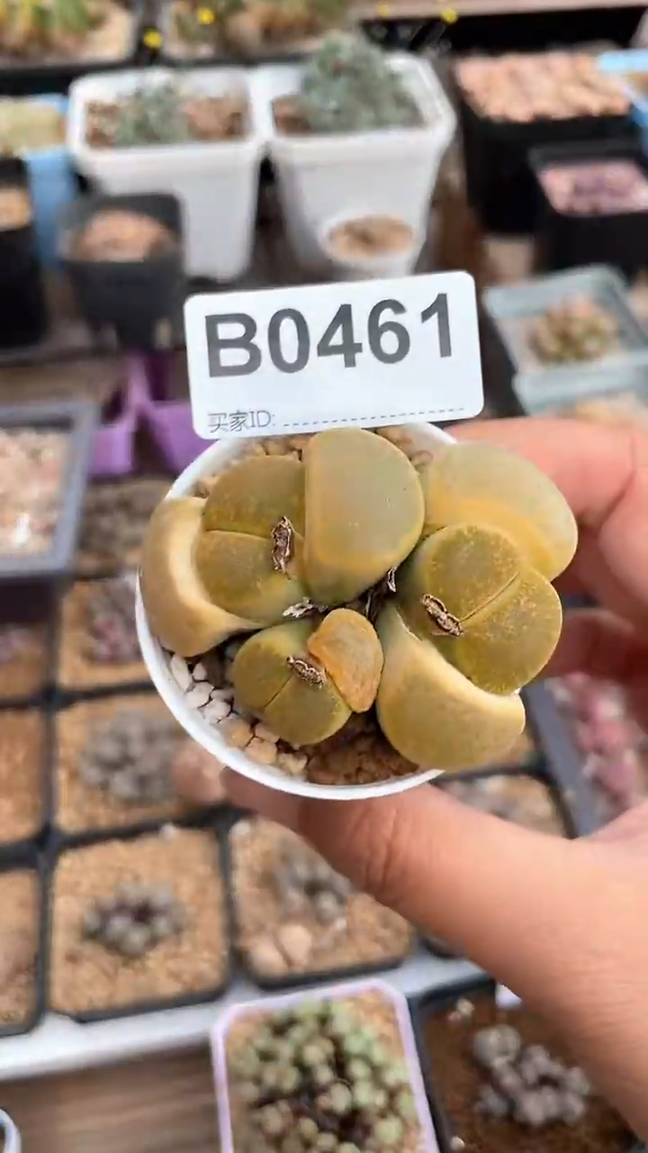 【闪购商品】0461直播一物一拍